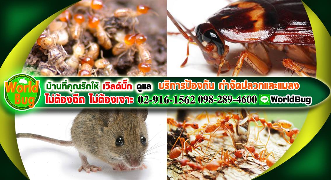 กำจัดปลวก สมุทรปราการ Alt 01